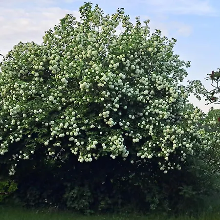 Vakantiehuis Hof Schumacher *